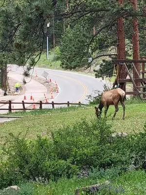 a deer eating grass on the side of a road at Cabin 7- Studio Cabin Heated Floors 5 Min to RMNP in Estes Park