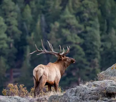 a large elk with antlers standing on a hill at Mountain Escape in Fraser near Winter Park Trails in Fraser