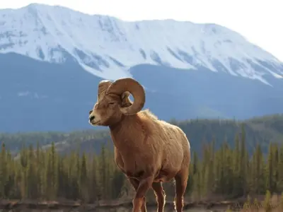 a ram standing in front of a snow covered mountain at 3 BR Fraser Apartment in Fraser