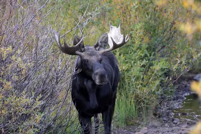 a bull moose standing on a path in a field at Mad Moose Retreat Gorgeous Condo by Grand Lake in Grand Lake