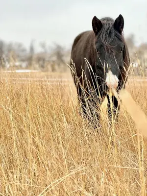 a black horse standing in a field of tall grass at Peaceful Ranch Overlooking Mustangs with Full Kitchen & Fireplace in Longmont