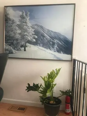 a picture hanging on a wall with a plant at 4 Bedroom Vacation House With Pikes Peak view Pet-friendly in Aurora