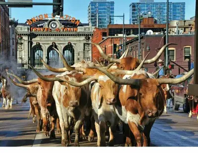 a herd of cows with horns walking down a street at King Suite Between City and Slopes in Denver