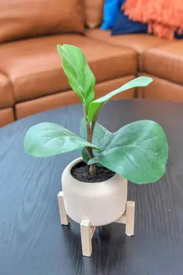 a green plant in a pot on a table at 5 Bed/ Pickle360/ Basketball/ Movie in Thornton