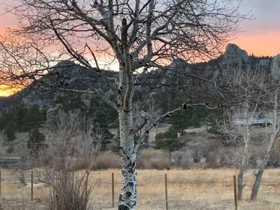 a tree in the middle of a field at Estes Escape-Walk Downtown - Free Mountain Coaster in Estes Park