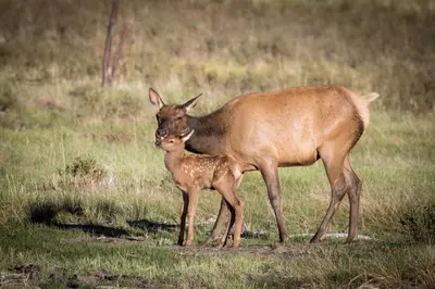 a mother and baby antelope standing in a field at Twin Fawns cabin in Estes Park