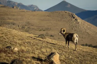 a ram standing on the side of a hill at Twin Fawns cabin in Estes Park