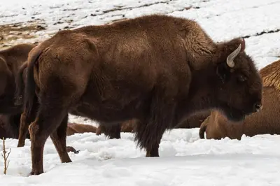 a group of animals standing in the snow at The Pine Getaway on 60 Acres with Hot Tub in Pine