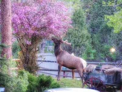 a deer standing next to a tree with purple flowers at The Inn on Fall River & Fall River Cabins in Estes Park