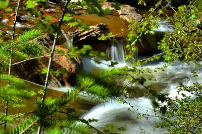 a waterfall in a forest with rocks and trees at The Inn on Fall River & Fall River Cabins in Estes Park