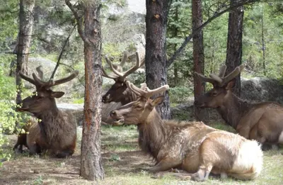 a group of deer laying down in the woods at The Inn on Fall River & Fall River Cabins in Estes Park