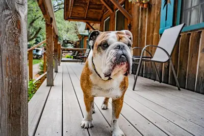 a bulldog standing on a porch with its mouth open at Colorado Bear Creek Cabins in Evergreen