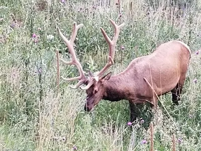 a large elk standing in a field of tall grass at Kokopelli Inn in Estes Park