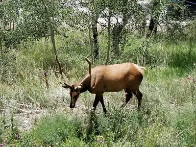 a antelope with large horns walking in a field at Kokopelli Inn in Estes Park