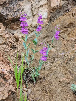 two purple flowers are growing in front of a rock at Kokopelli Inn in Estes Park