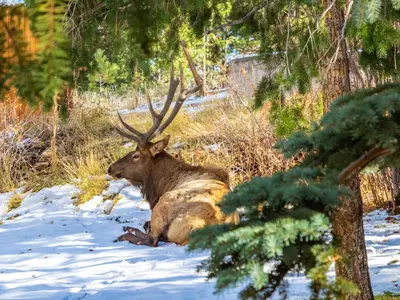 a moose laying in the snow in the woods at Streamside on Fall River in Estes Park