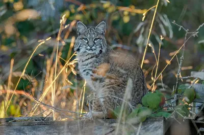 a cat sitting on a fence looking at the camera at Stonebrook Resort - Adult Only in Estes Park