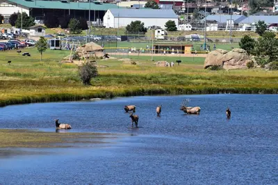 a group of animals standing in the water at Estes Lake Lodge in Estes Park