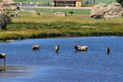 a group of animals standing in the water at Estes Lake Lodge in Estes Park