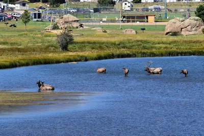 a group of animals standing in the water at Estes Lake Lodge in Estes Park