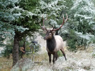 a deer with large antlers standing in a field at Estes Lake Lodge in Estes Park
