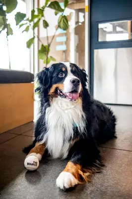 a dog laying on the floor with a ball at The Source Hotel in Denver
