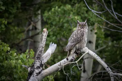 an owl sitting on top of a tree branch at Blue Jay Bungalow in Estes Park