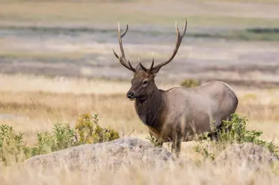 a large deer with horns standing in a field at Blue Jay Bungalow in Estes Park
