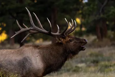 a brown elk with antlers standing in a field at Sheep Mountain 20B Condo in Estes Park