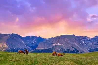 a group of horses grazing in a field with mountains at Mount Meeker 26B Condo in Estes Park