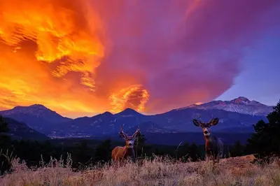 a group of three deer standing in a field at sunset at Mount Meeker 26B Condo in Estes Park