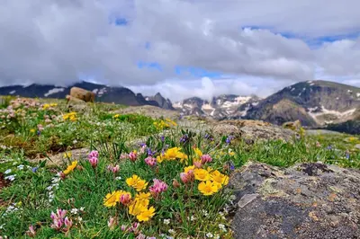 a field of flowers on top of a mountain at Mount Meeker 26B Condo in Estes Park
