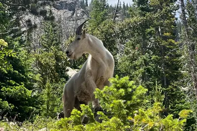 a goat standing in the middle of a forest at Easy Bend Elegance in Silverthorne
