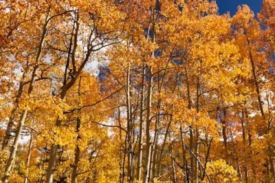 a group of trees with yellow leaves on them at Easy Bend Elegance in Silverthorne