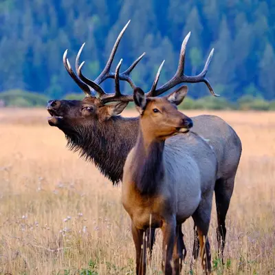 two elk standing next to each other in a field at Ptarmigan Mountain 202 Condo in Estes Park