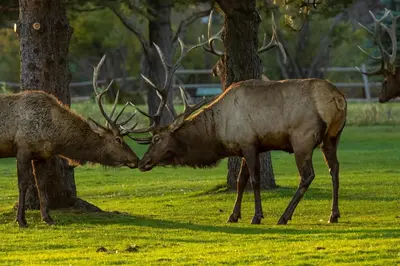 two deer standing next to trees in a field at Ptarmigan Mountain 202 Condo in Estes Park