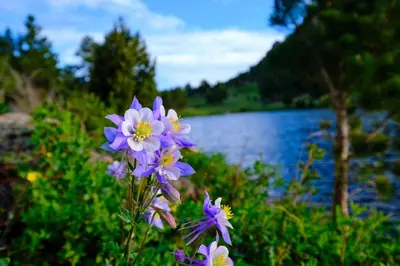 a bunch of purple flowers in front of a lake at Little Matterhorn 17A Condo in Estes Park