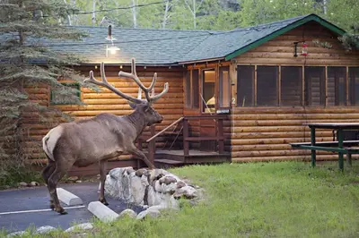 a deer standing in front of a log cabin at Idlewilde by the River in Estes Park