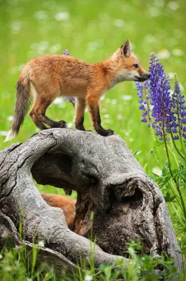 a fox is standing on top of a tree stump at Mountain Peak Home in Tabernash