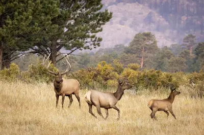 three deer standing in a field of tall grass at Mount Enentah 37 Condo in Estes Park