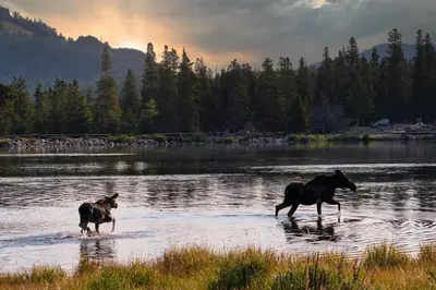 two horses running in the water in a lake at Horsetooth Peak 26C Condo in Estes Park