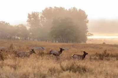 a group of animals standing in a field at Snowdrift Peak 203 Condo in Estes Park