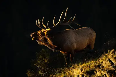 a bull elk standing on the side of a hill at Macgregor Mountain 27C Condo in Estes Park