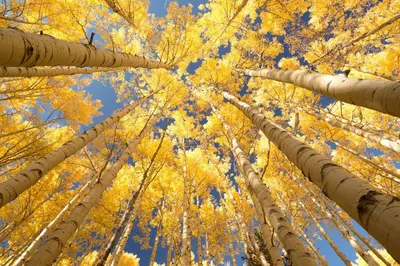 a group of aspen trees with yellow leaves at Lagoon Royal Townhome: Mountain Views Meet Modern Comforts in Frisco