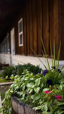 a garden of flowers and plants in a wooden barrel at Appenzell Inn in Estes Park