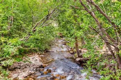a stream in the middle of a forest with trees at 3 Bedroom Mountain View Condo In River Run Village Just 75 Yards From The Summit Express Gondola in Keystone