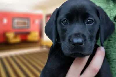 a person holding a black labrador retriever dog at Extended Stay America Select Suites - Denver - Tech Center - Central in Greenwood Village
