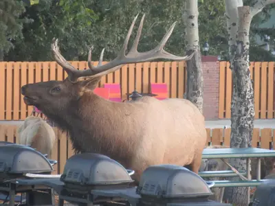 a large deer with horns standing next to a table at Murphy's Resort in Estes Park