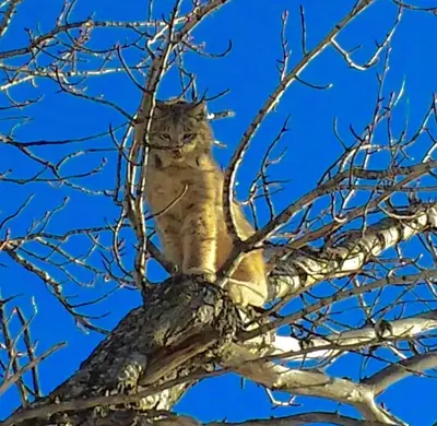 a cat sitting in the top of a tree at Riversong Inn Retreat in Estes Park
