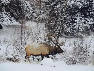 a bull moose standing in a snow covered field at Riversong Inn Retreat in Estes Park